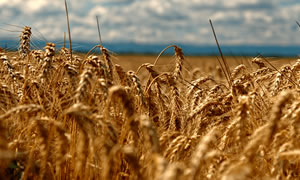 Conheça os produtos